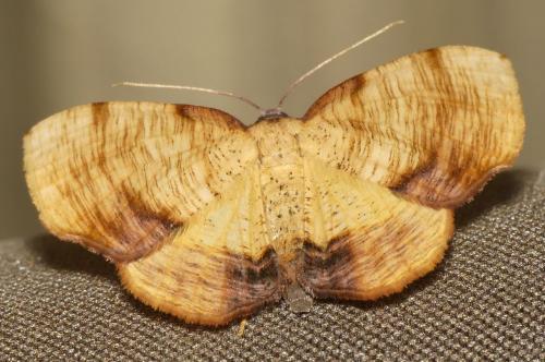 Réf. 286 746 : Plagodis dolabraria